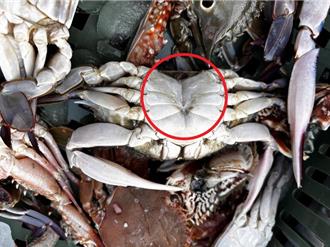 澎湖禁售抱卵母蟹摊贩「卸甲」违规 政大副教授检举曝：没人理