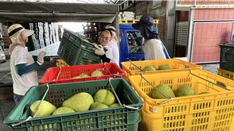 文旦產季將至 台南麻豆連4天收購30萬公斤加工果