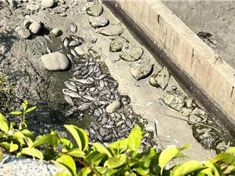 台中舊南屯溪魚屍遍野飄惡臭 凱米肆虐沒清淤致溪水斷流