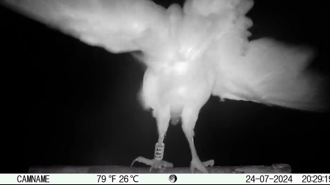 草鴞、夜鷹「緊抓棲架」挺過颱風夜風雨！珍貴影像曝