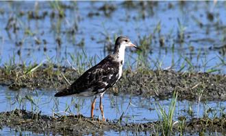 稀客「流蘇鷸」現蹤台南 北門農田濕地驚見3隻過境鳥