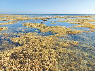 凱米過後 澎湖吉貝嶼珊瑚白化