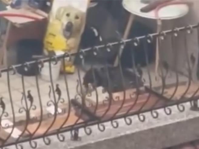 台中市大里區1處民宅傳出疑似虐狗事件，葉姓民眾5日表示，過去還曾看到狗狗嘴巴被上嘴套，雨天在露台淋雨。（民眾提供／潘虹恩台中傳真）