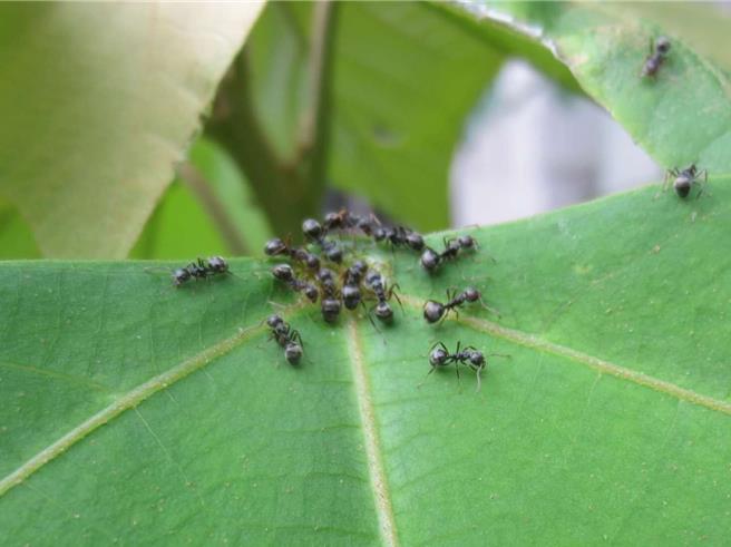 新竹市政府針對入侵的琉璃蟻將採取以「不會危害、不會干擾」的防治作為，尊重大自的生態。（新竹市政府提供／陳育賢新竹傳真）