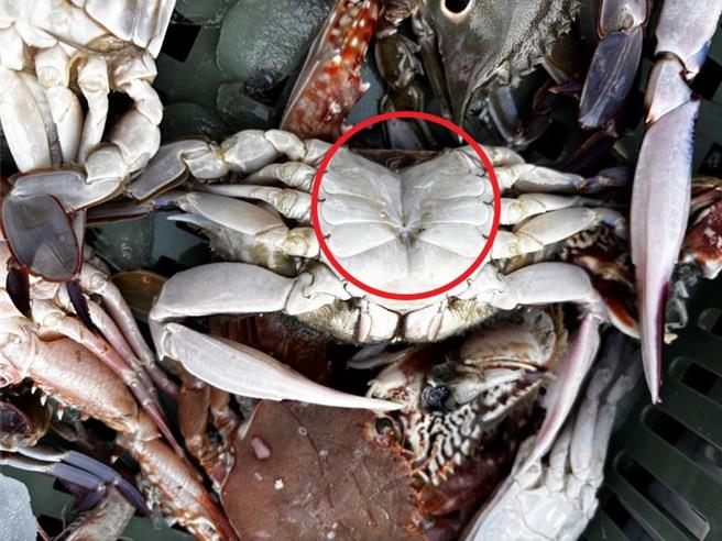 马公渔市场内4日清晨有摊贩连腹甲离身（红圈处）的母蟹仍违法照卖，但因假日，郑同僚向农渔局检举没人接听。（翻摄郑同僚脸书／许逸民澎湖传真）