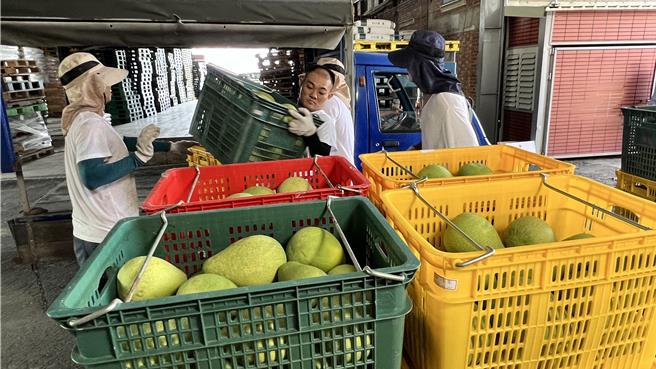 文旦产季将至，台南市麻豆区是台湾重要产区，当地农会5日启动加工果收购作业。（张毓翎摄）