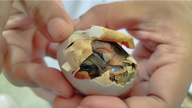 「金牌鴨」破殼而出。（民眾提供／蕭嘉蕙台東傳真）