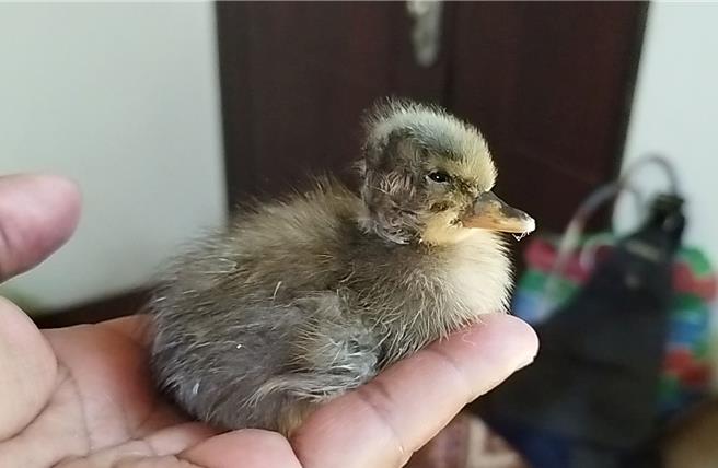 「金牌鴨」模樣可愛，飼主喜迎家庭新成員。（民眾提供／蕭嘉蕙台東傳真）