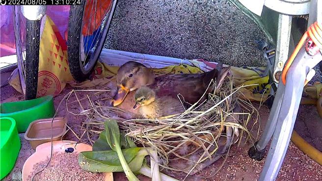 「金牌鴨」依偎在母親「甜麵醬」身旁。（民眾提供／蕭嘉蕙台東傳真）