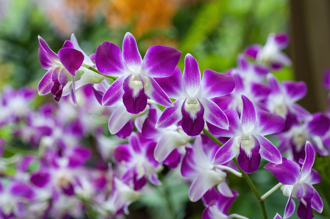 父親節超商賣蘭花 他傻眼「沒跟上潮流？」內行曝歐美必備