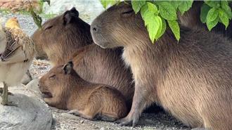 影》野生「水豚君」東海岸狂奔 民眾誤認山豬上路