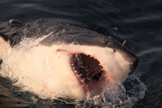 她海中游泳见「双腿间有鲨鱼」 下秒发狂猛K 左手没了