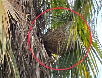 北市蜂窩移除案件激增 民代：與公園復育良好有關