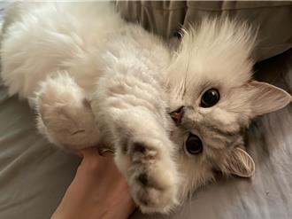 「8／8國際貓咪日」桃園動保處免費施打晶片、狂犬病疫苗