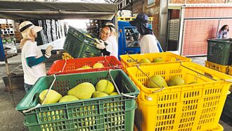 文旦加工果 麻豆擬收購30萬公斤