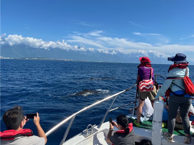 花莲鲸世界赏鲸意者推出名字有「麟」、「洋」，免费赏鲸行程。（花莲鲸世界提供／王志伟花莲传真）