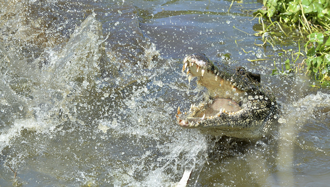 澳洲一名40岁男子在河边钓鱼时落水，惨遭鱷鱼攻击，相关单位搜救后抓捕「肇事鱷」并将牠剖腹，果然发现一具人类遗骸。（示意图：Shutterstock／达志）