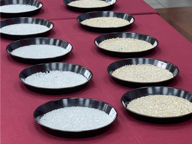  台中市烏日區農會6日舉辦稻米競賽，通過田間初審後遴選烏日10名優秀稻農，以高雄147號水稻品種進行稻米評比。（潘虹恩攝）