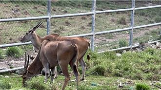 池上牧場慶祝「麟洋配」奪金 另推商品優惠活動