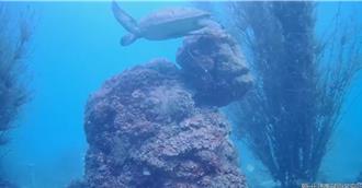 綠蠵龜首次現蹤野柳保育區 軟絲天堂成功提升生態豐富度