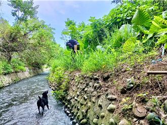 搜救犬加雞腿！新北8旬婦失蹤4天 新竹水圳旁尋獲送醫