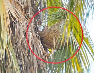 北市去年摘6千蜂窩 各校加強巡檢