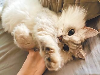 國際貓咪日 桃免費打晶片和疫苗