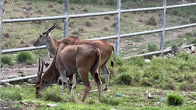 台東鄉親近日搶拍牧野渡假村的羚羊。（蔡旻妤攝）