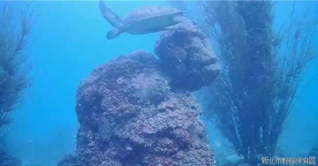 初見綠蠵龜。（新北市漁業處提供）