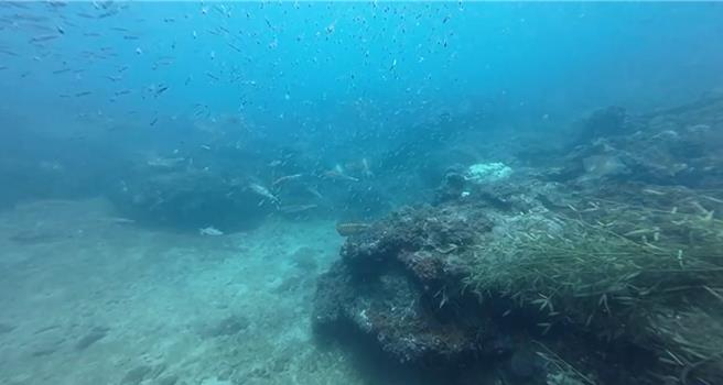 小軟絲滿天飛。（新北市漁業處提供）