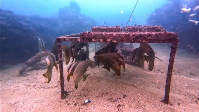 竹叢礁錨定架成為圓刺雁魚及厚唇石鱸的庇護所。（新北市漁業處提供）