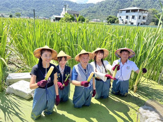 南投縣長許淑華、世界選美冠軍高曼容等歷屆美人腿公主等人著青蛙裝下田體驗採茭白筍，為9月登場的「2024尋找茭點女神」暖身。（楊靜茹攝）