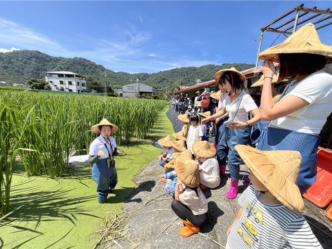 茭白筍達人為孩子們解說茭白筍的栽培、採收技巧，認識水田生態。（楊靜茹攝）