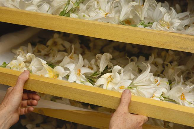 採於澳洲的珍稀光采百合。（肌膚之鑰提供／黃唯淯台北傳真）