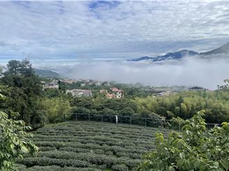 台湾原生山茶再添新价值 凤凰山品系含量超高、保健效果惊人