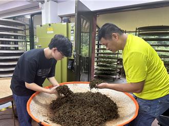 父親節遇上奧運奪金 汐止茶農推廣有機茶促銷88折