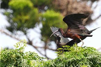 珍稀「彩䴉」现踪台南 父亲节罕见在台育雏温馨画面曝