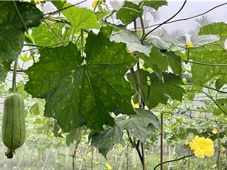 凱米過後蔬菜漲翻天 絲瓜1條批發價183元創歷史天價