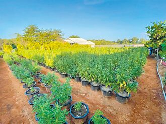 大麻零容忍 教部、法部：不可能開放