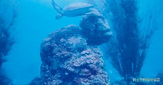 野柳水產保育區 綠蠵龜首現蹤