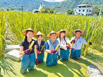 茭点女神暖身 许淑华下田推广美人腿