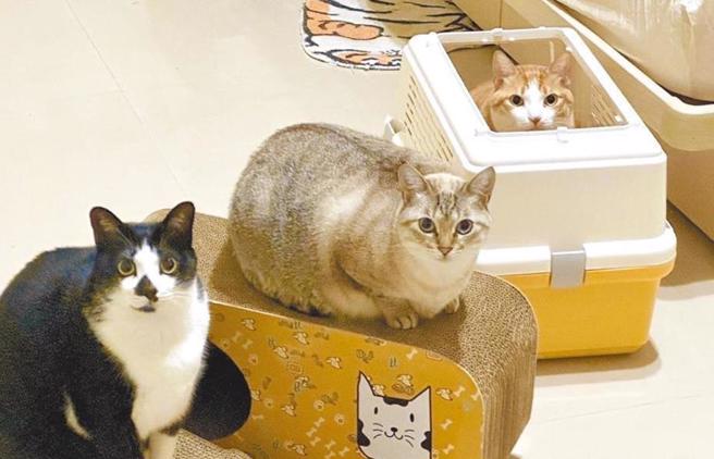 依现行规定，只有犬只要施打晶片，农业部近日预告「指定犬、猫为应办理登记之宠物」，待公告后一年上路。（报系资料照）