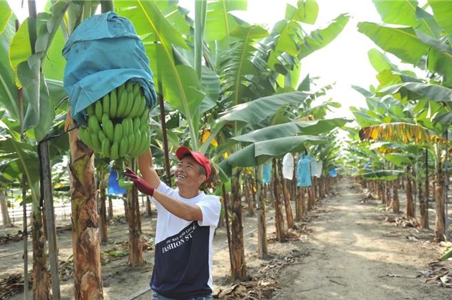 面對日益惡劣的極端氣候，農業的工作環境也充滿了潛在性的職業災害風險，經營香蕉種植的旗山產銷班班長蘇昆宏說「種植香蕉是重體力勞動，尤其在採收時期，一芎2、30公斤的香蕉，都要靠人力搬上搬下，一天工作下來，常常全身痠痛，想要看醫生也不知道要去掛哪一科。（高雄市農業局提供／林雅惠傳真）