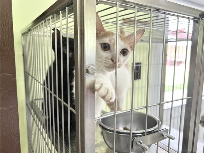 今天是8月8日父亲节，也是国际猫咪日，屏县府特别举办「凉夏猫乐趣-喵喵学堂日」活动，呼吁民眾认养代替购买，给浪浪一个家。（谢佳潾摄）