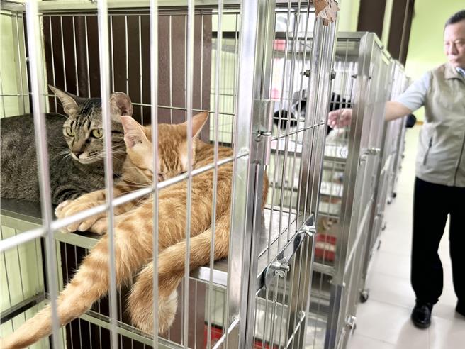 今天是8月8日父亲节，也是国际猫咪日，屏县府特别举办「凉夏猫乐趣-喵喵学堂日」活动，呼吁民眾认养代替购买，给浪浪一个家。（谢佳潾摄）