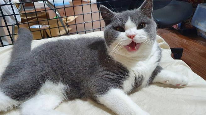 高雄自稱「愛爸」的32歲林姓男子惡意棄養11隻貓咪，遭檢方依違反動保法起訴。示意圖。（民眾提供／洪浩軒高雄傳真）