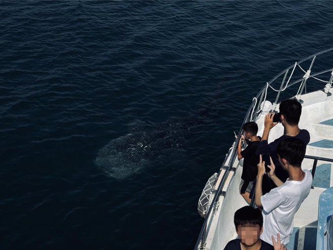 澎湖銀海遊艇業者8日下午載客加碼追鯨鯊遊程，果然在鳥嶼外海發現3頭鯨鯊。（銀海遊艇提供／許逸民澎湖傳真）