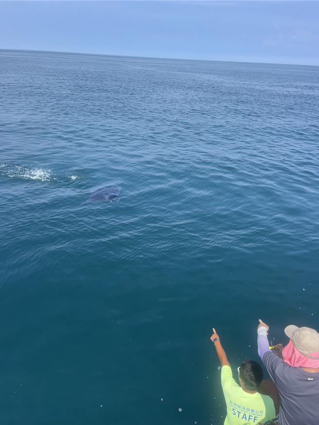 澎湖銀海遊艇業者8日下午載客加碼追鯨鯊遊程時，先是發現一隻超大魟魚游速很快，瞬眼即過。（銀海遊艇提供／許逸民澎湖傳真）