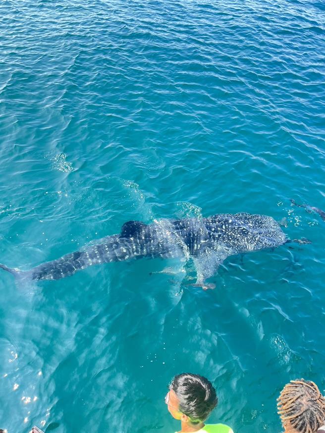 澎湖銀海遊艇業者8日下午載客加碼追鯨鯊遊程，果然在鳥嶼外海發現3頭鯨鯊，讓遊客直呼賺到了。（銀海遊艇提供／許逸民澎湖傳真）