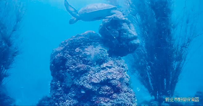 野柳水产动植物繁殖保育区今年首度出现绿蠵龟。（新北市渔业处提供／张铠乙新北传真）